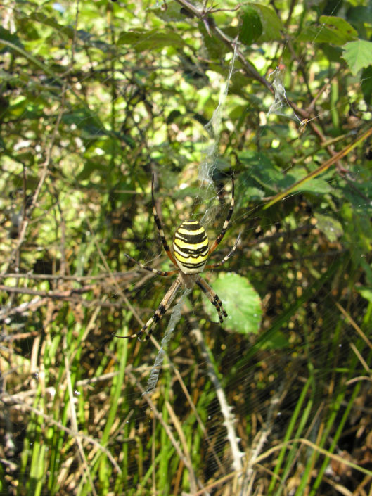 Argiope bruennichi